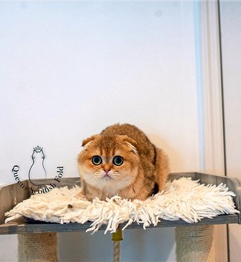 Our Scottish Fold Kittens 61 DSC7430 edited