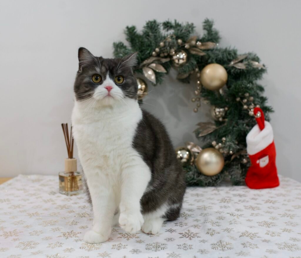 Our Scottish Fold Kittens 5 Blurry DSC0011 scaled e1764446080822