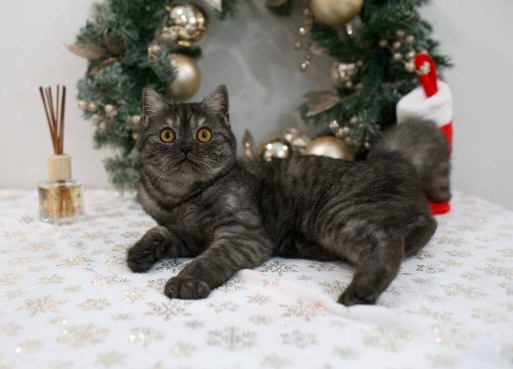 Our Scottish Fold Kittens 24 DSC0015 scaled e1764449528388