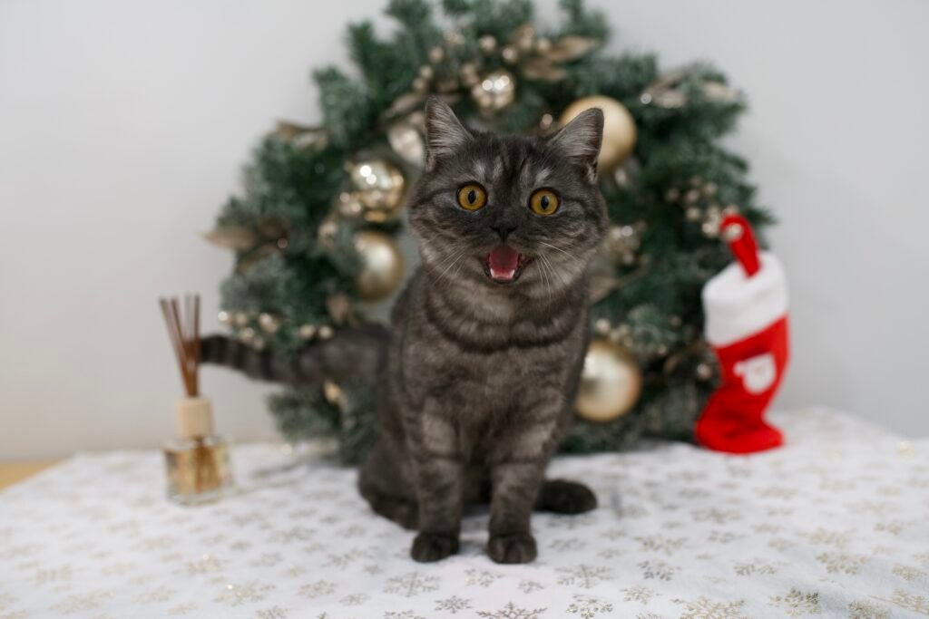 Our Scottish Fold Kittens 25 DSC9841