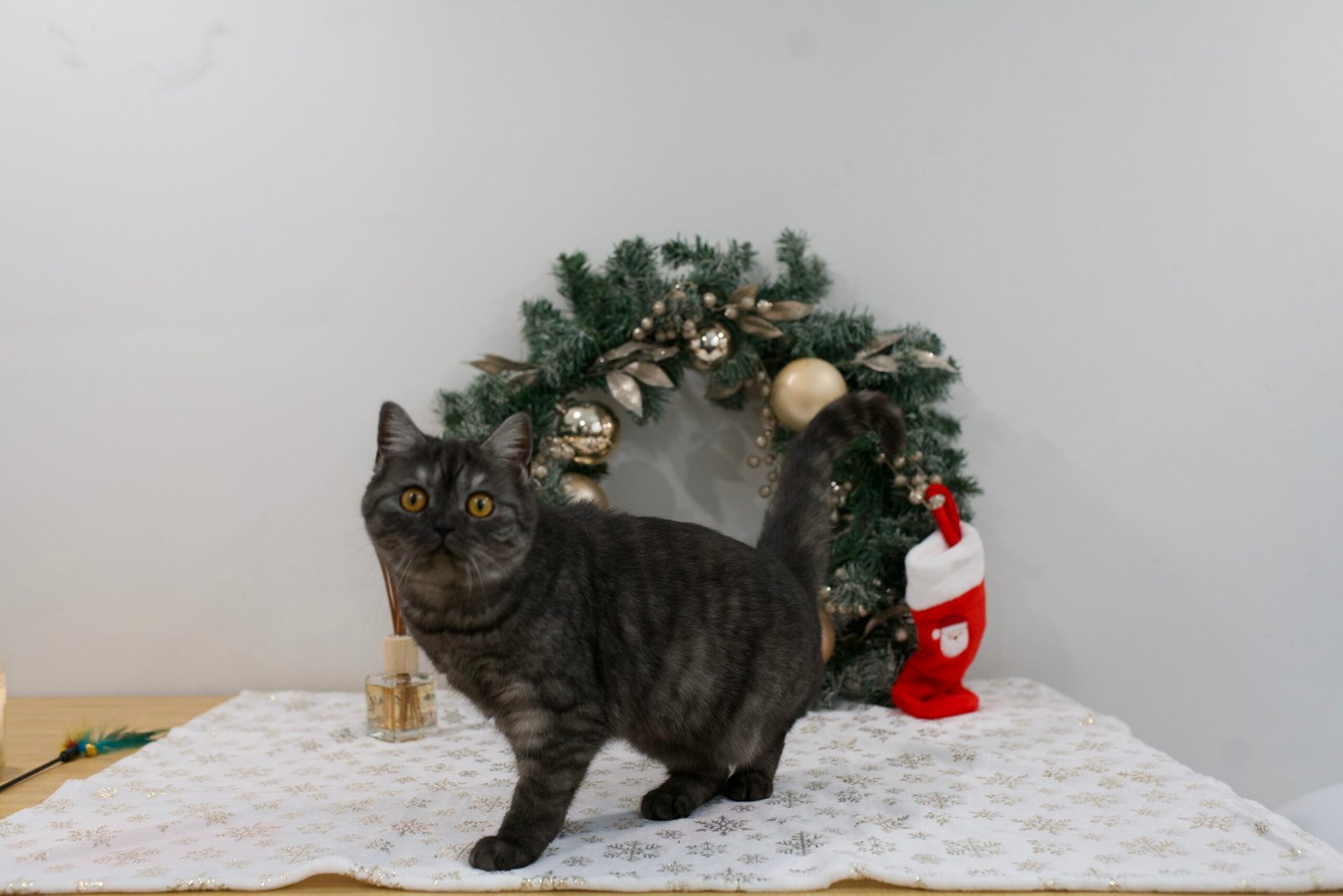 Our Scottish Fold Kittens 26 DSC9847 scaled