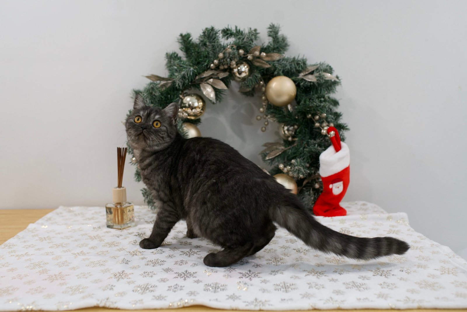 Our Scottish Fold Kittens 27 DSC9860 scaled