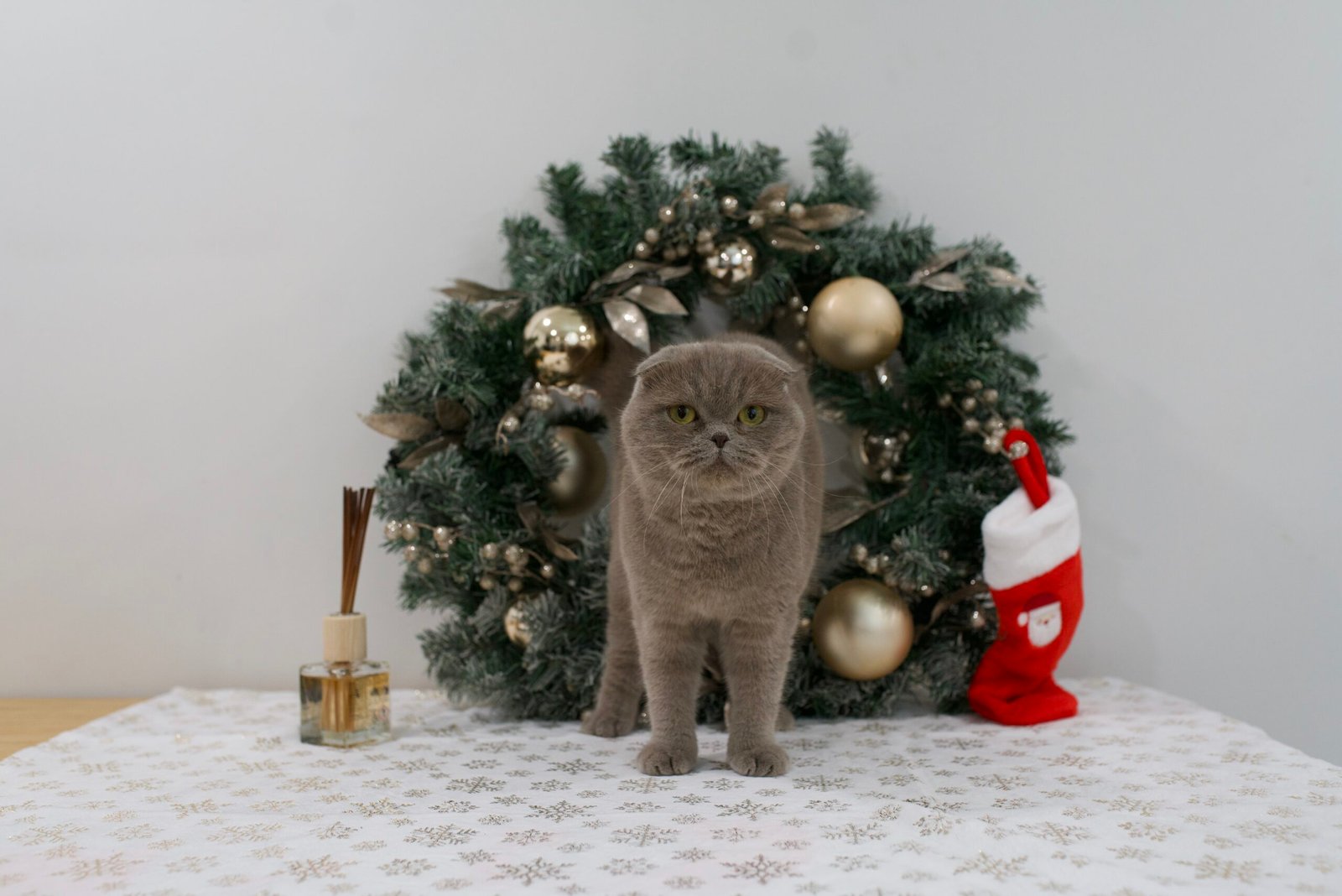 Our Scottish Fold Kittens 15 DSC9870 scaled