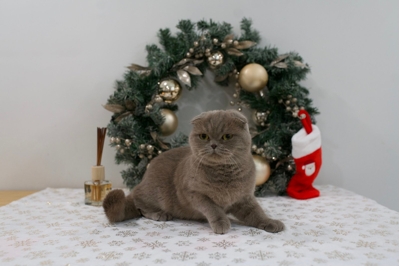 Our Scottish Fold Kittens 12 DSC9872 scaled
