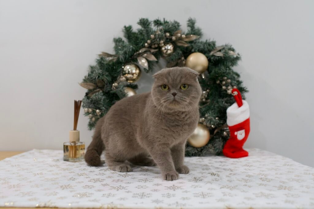 Our Scottish Fold Kittens 11 DSC9873