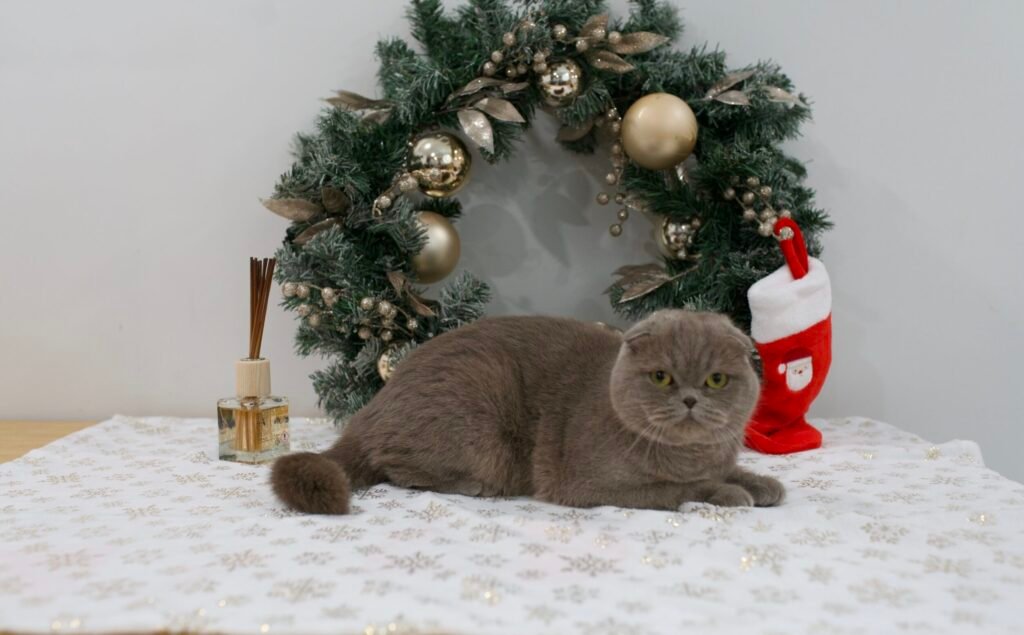 Our Scottish Fold Kittens 10 DSC9877 scaled e1764451227883