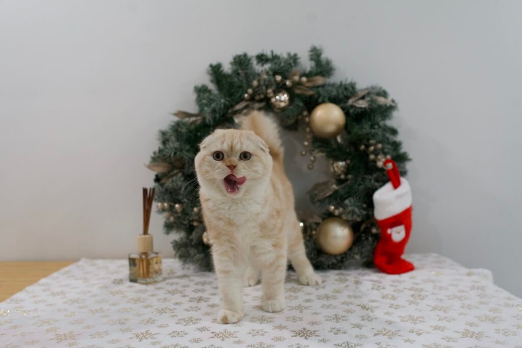 Our Scottish Fold Kittens 18 DSC9893