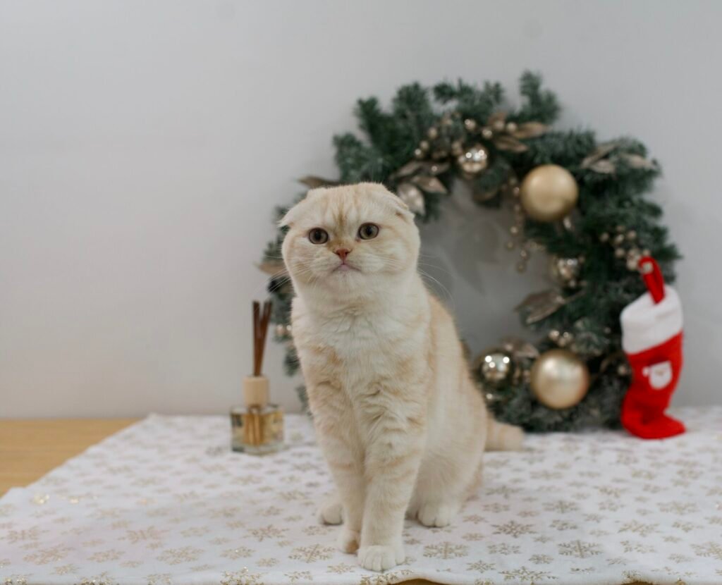 Our Scottish Fold Kittens 16 DSC9898 scaled e1765587611627