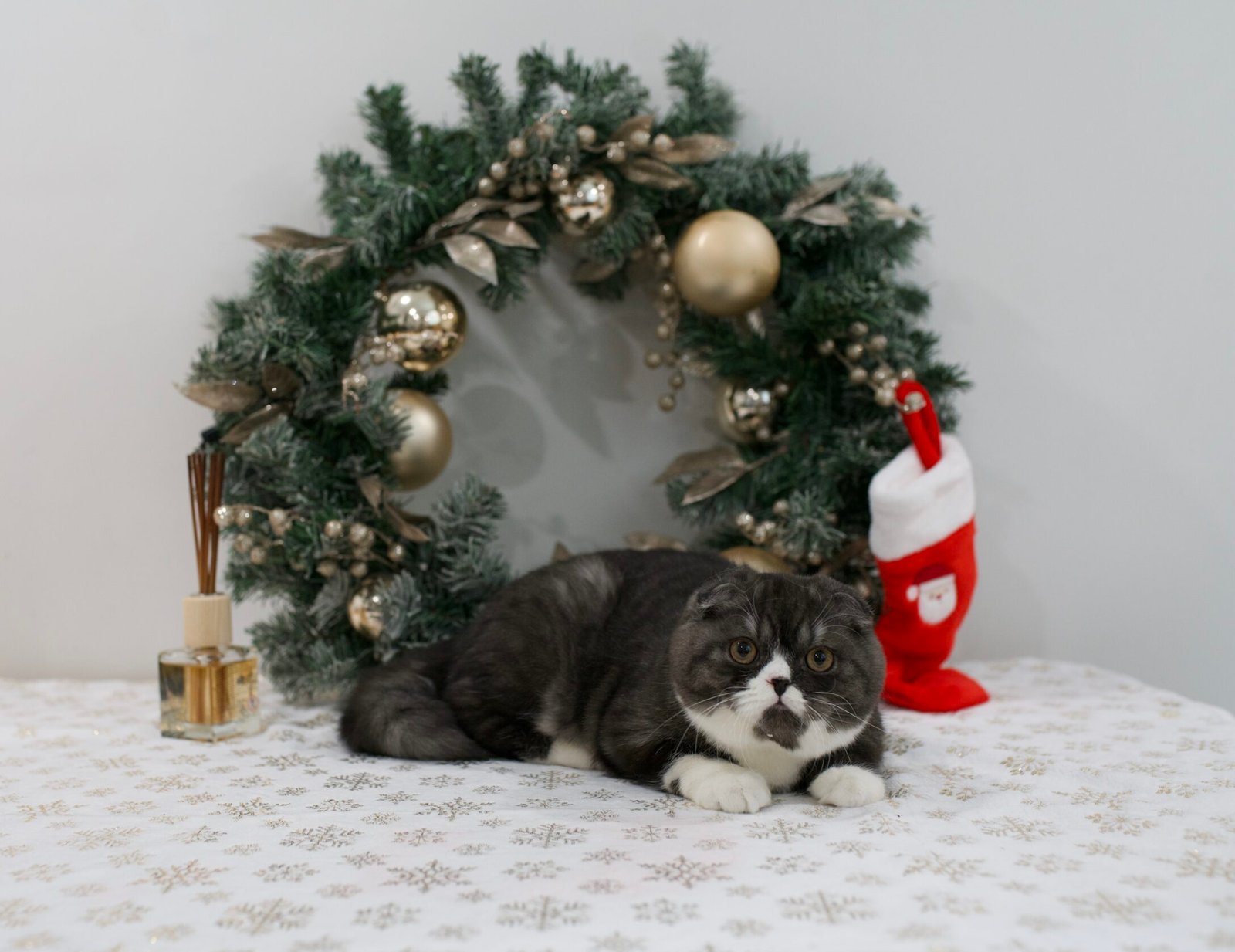 Our Scottish Fold Kittens 58 DSC9910 scaled e1764452987477