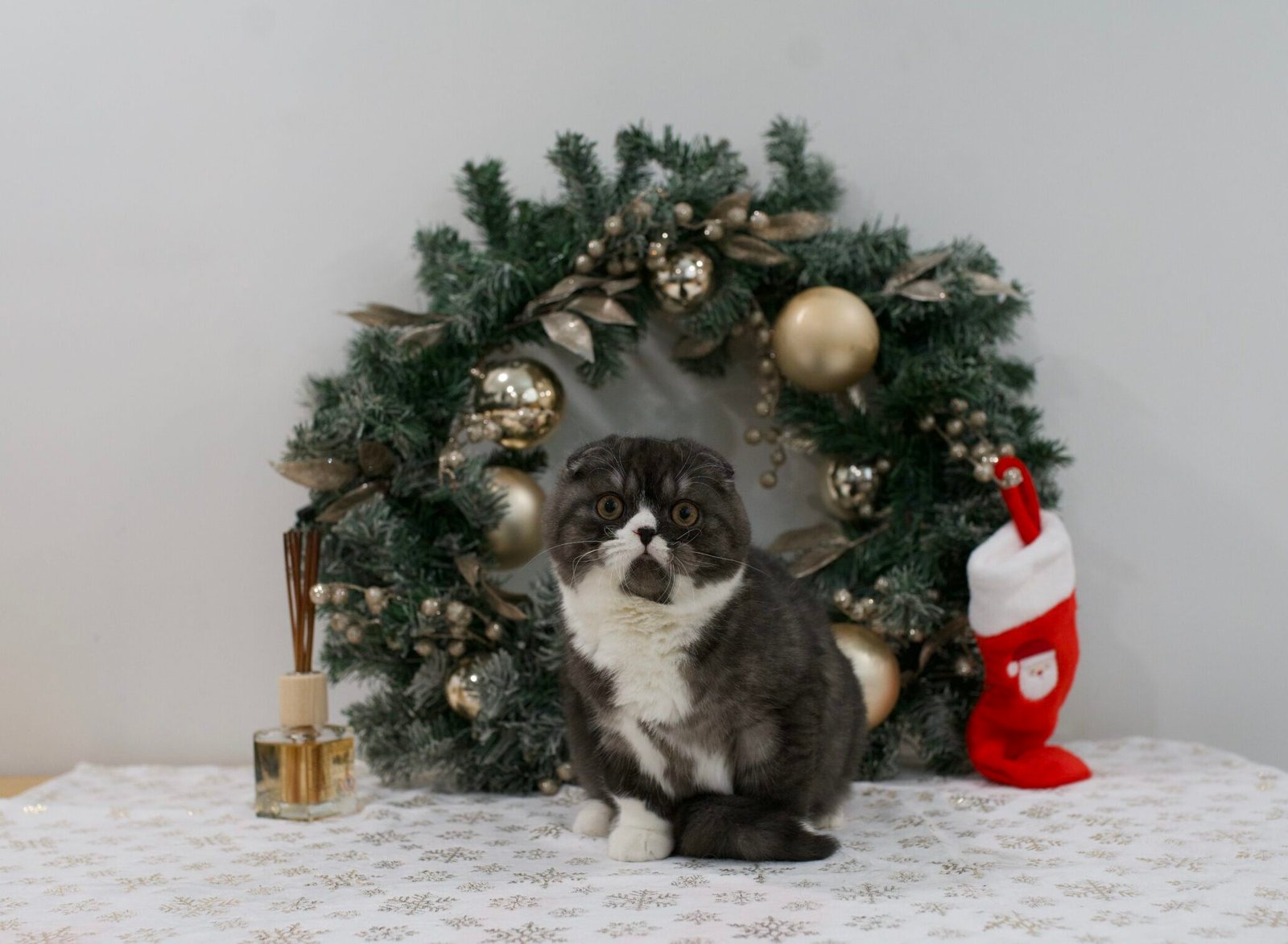 Our Scottish Fold Kittens 59 DSC9919 scaled e1764453031342