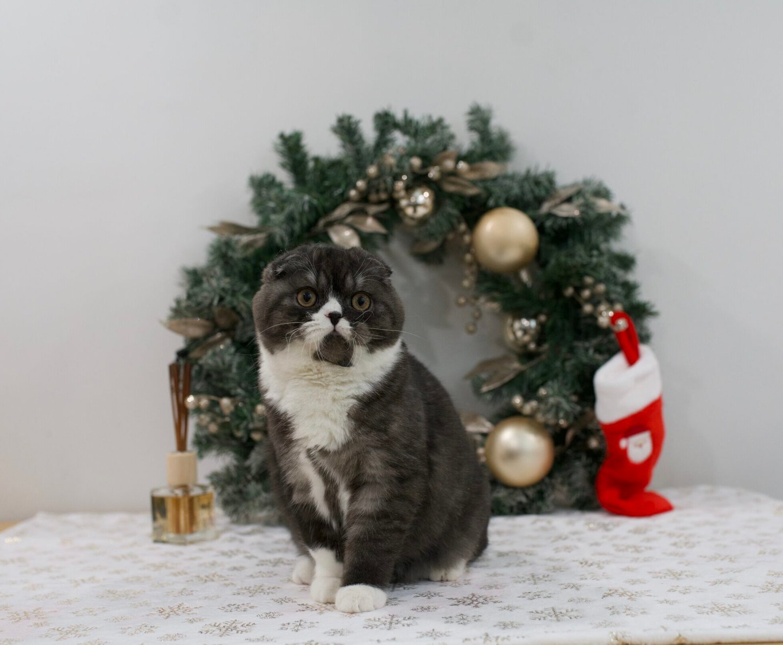 Our Scottish Fold Kittens 60 DSC9924 scaled e1764453065227
