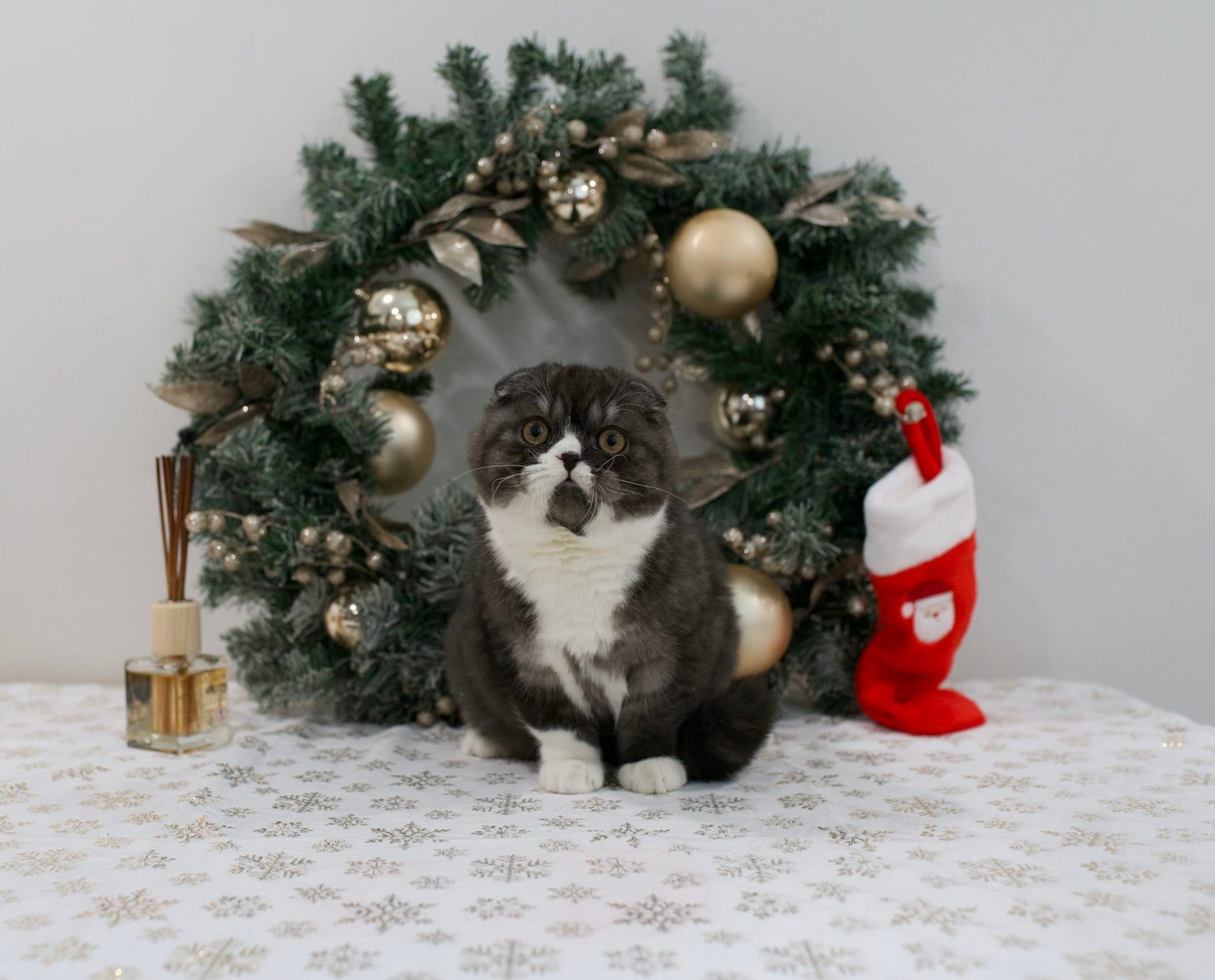 Our Scottish Fold Kittens 57 DSC9927 scaled e1764452791485