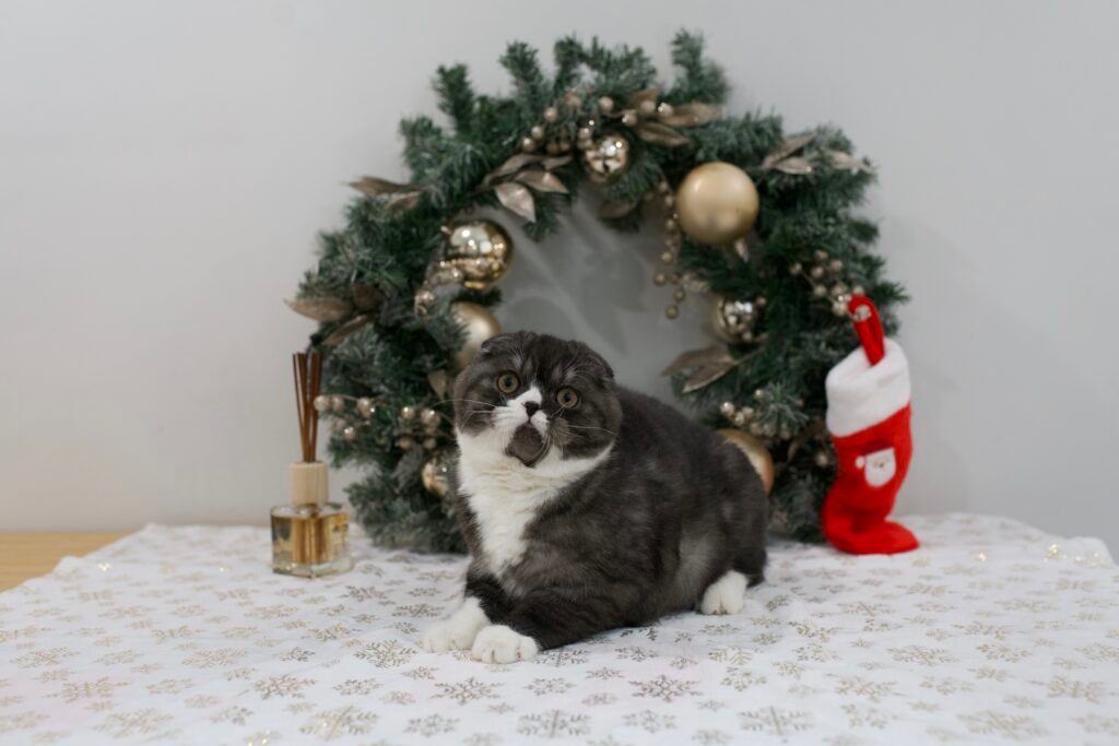 Our Scottish Fold Kittens 55 DSC9930