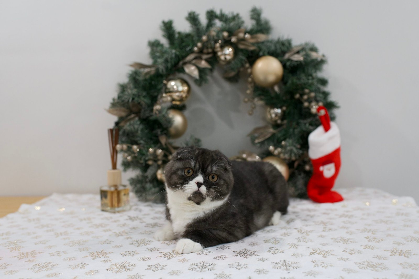 Our Scottish Fold Kittens 54 DSC9932 scaled