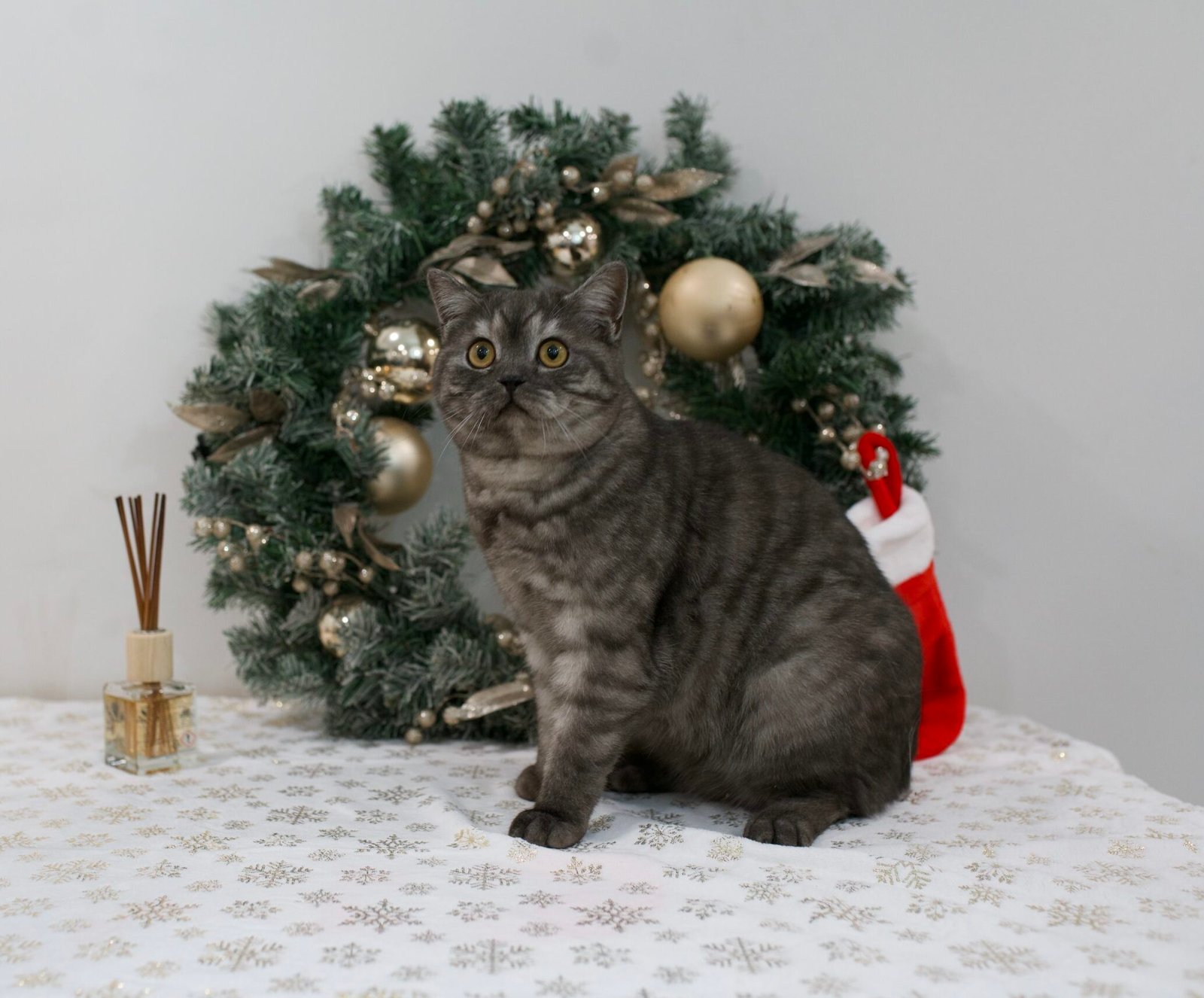 Our Scottish Fold Kittens 22 DSC9966 scaled e1764449379507