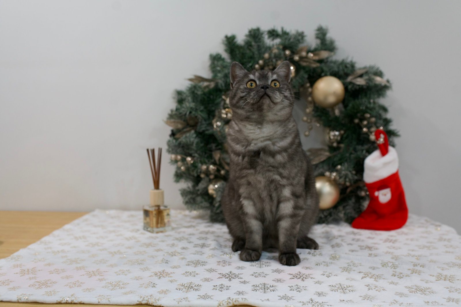 Our Scottish Fold Kittens 23 DSC9976 scaled