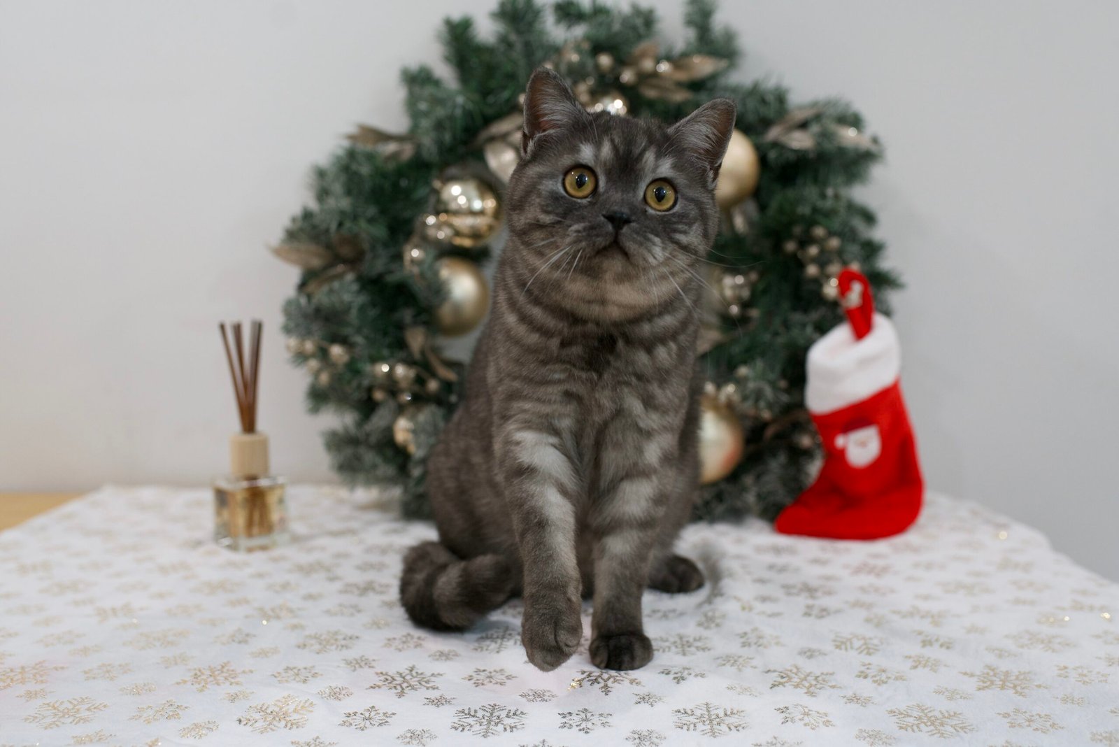 Our Scottish Fold Kittens 21 DSC9981 scaled