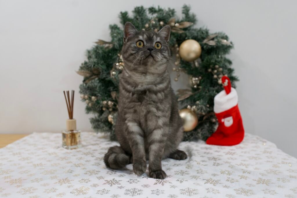 Our Scottish Fold Kittens 19 DSC9982