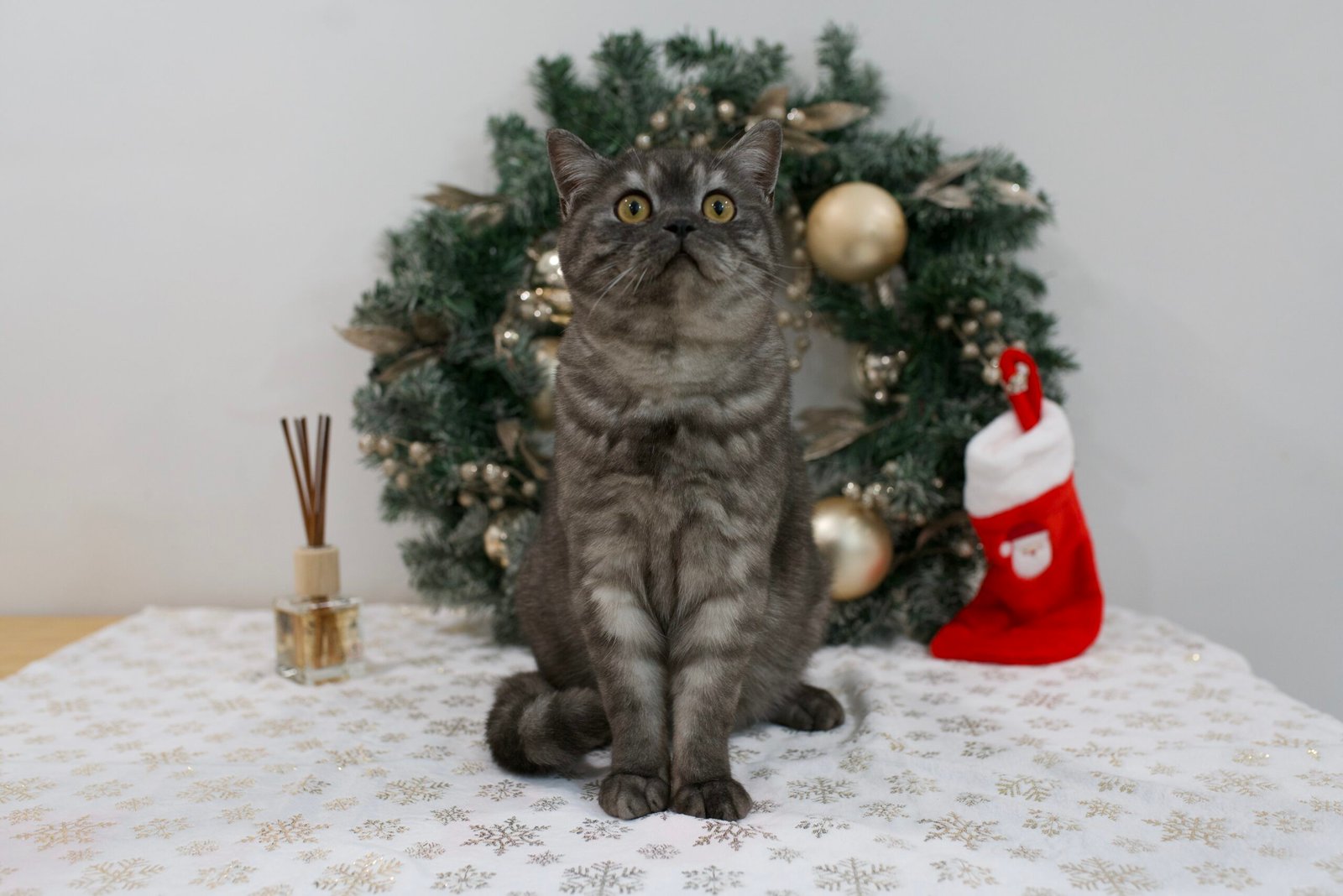 Our Scottish Fold Kittens 20 DSC9983 scaled