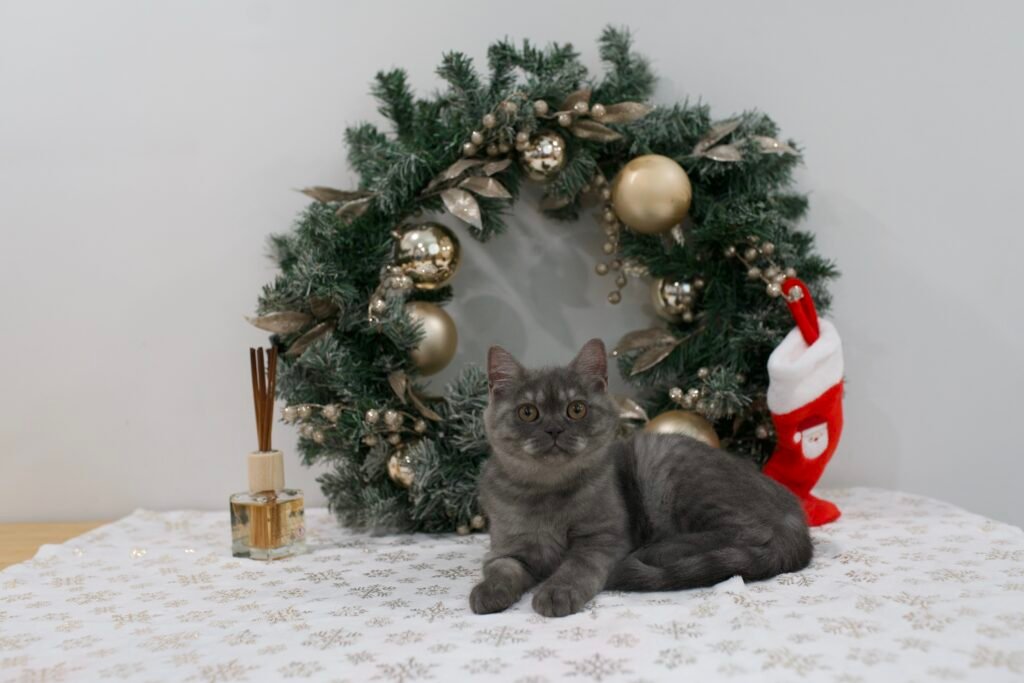Are Scottish Fold Cats Hypoallergenic? The Real Facts 3 Gray British Shorthair kitten, a densely coated breed often compared to Scottish Folds for allergy sufferers