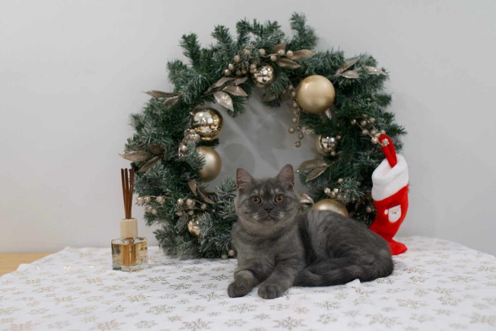 Our Scottish Fold Kittens 28 DSC9994 scaled