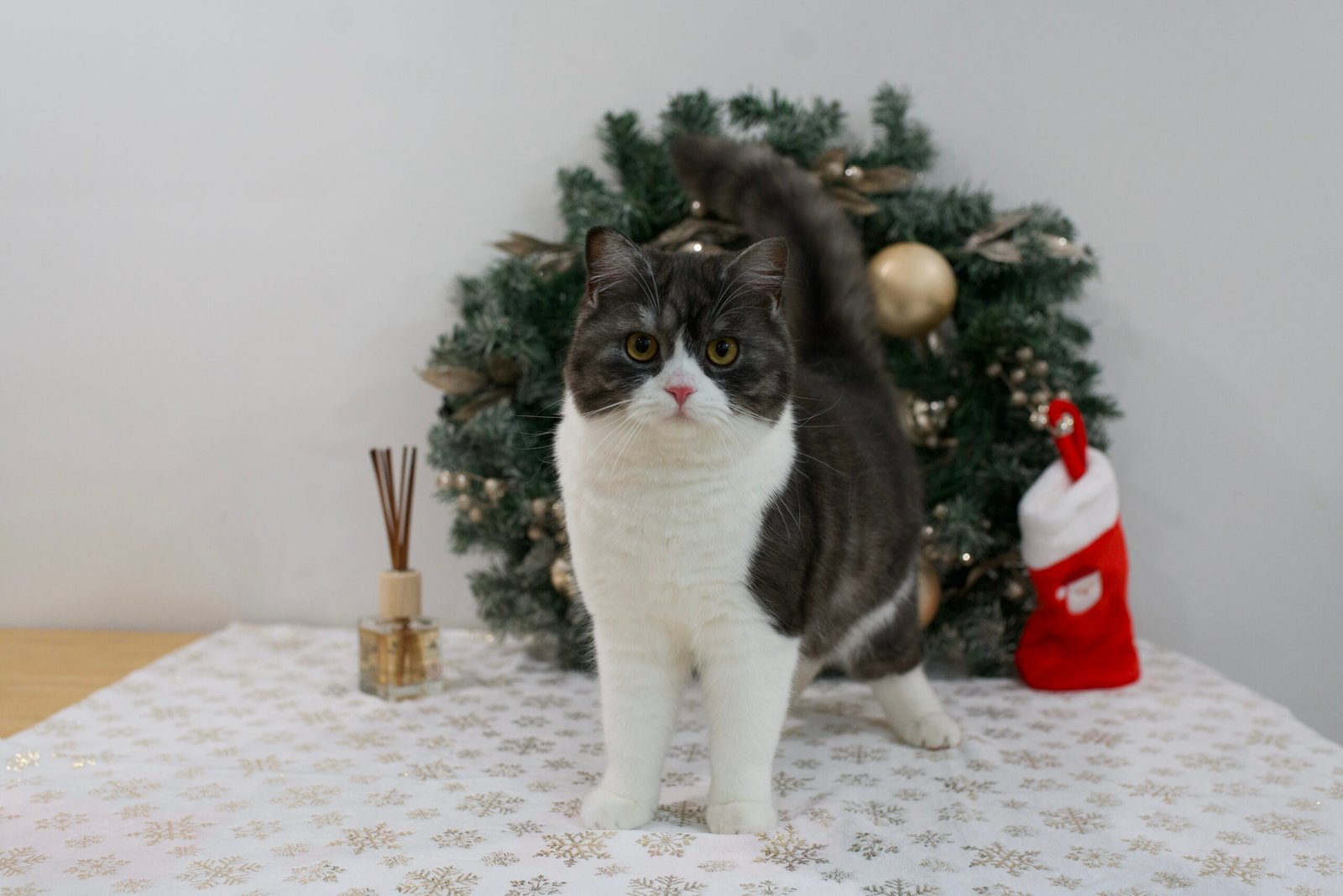 Our Scottish Fold Kittens 9 DSC9996 scaled