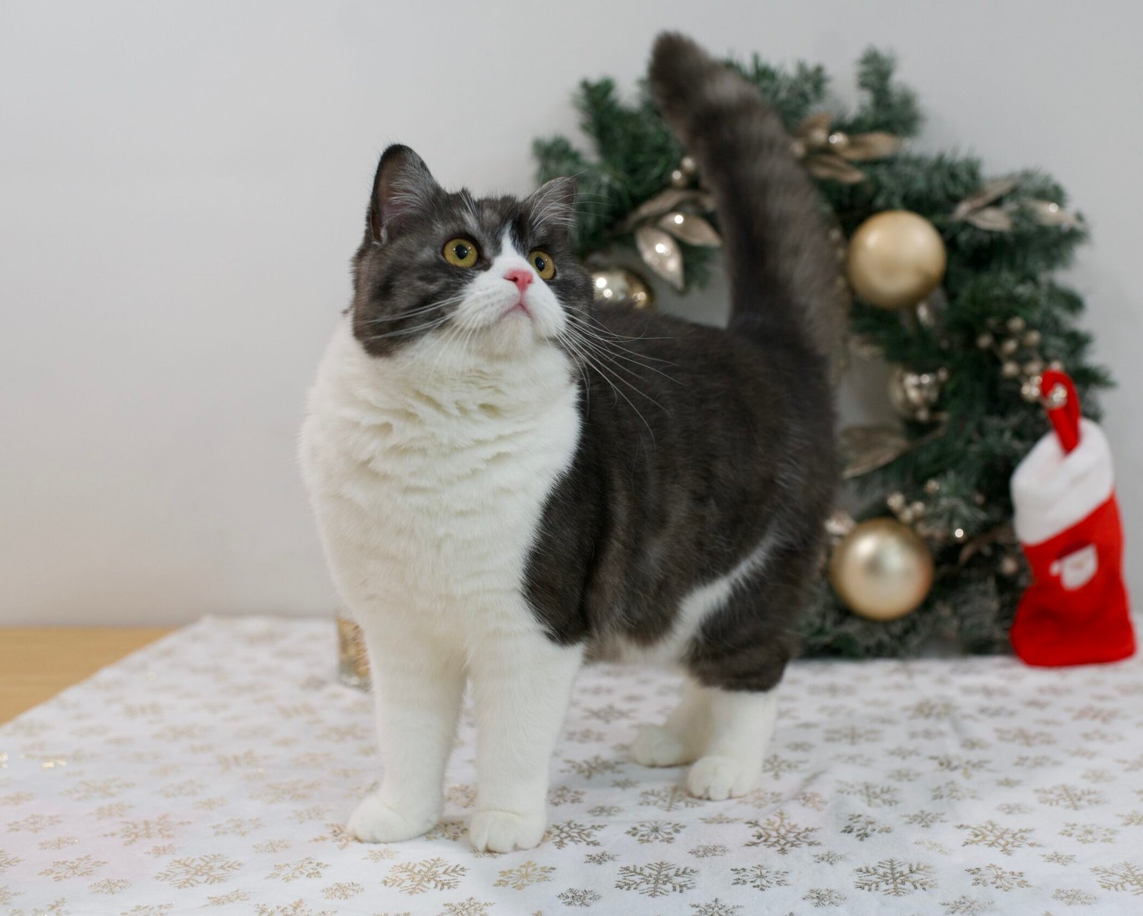 Our Scottish Fold Kittens 8 DSC9997 scaled e1764446378471