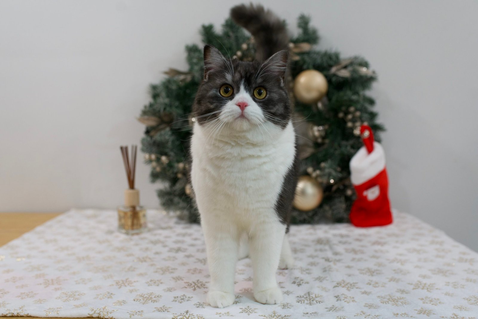 Our Scottish Fold Kittens 7 DSC9998 scaled
