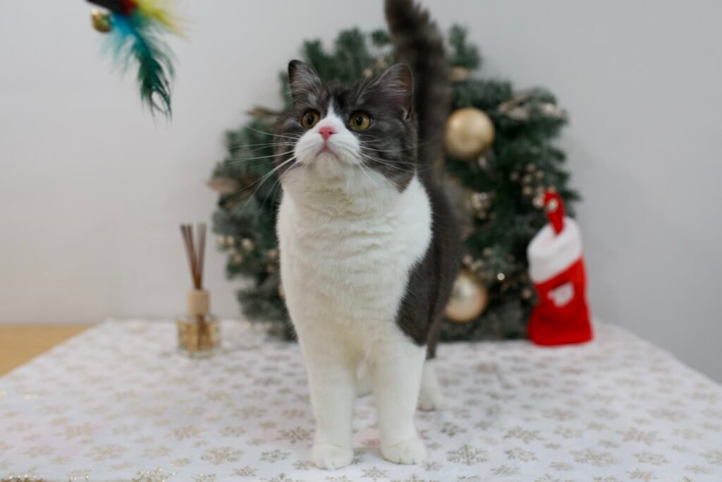 Our Scottish Fold Kittens 6 DSC9999