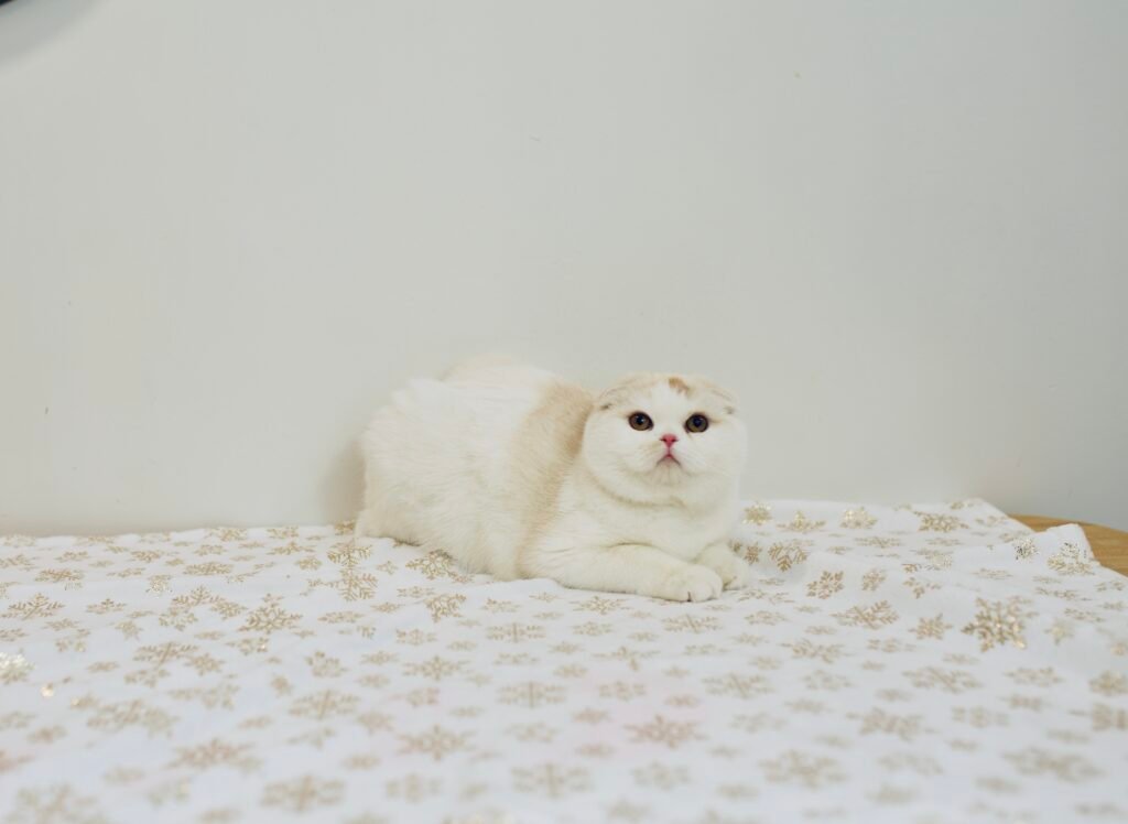 Our Scottish Fold Kittens 36 DSC0006