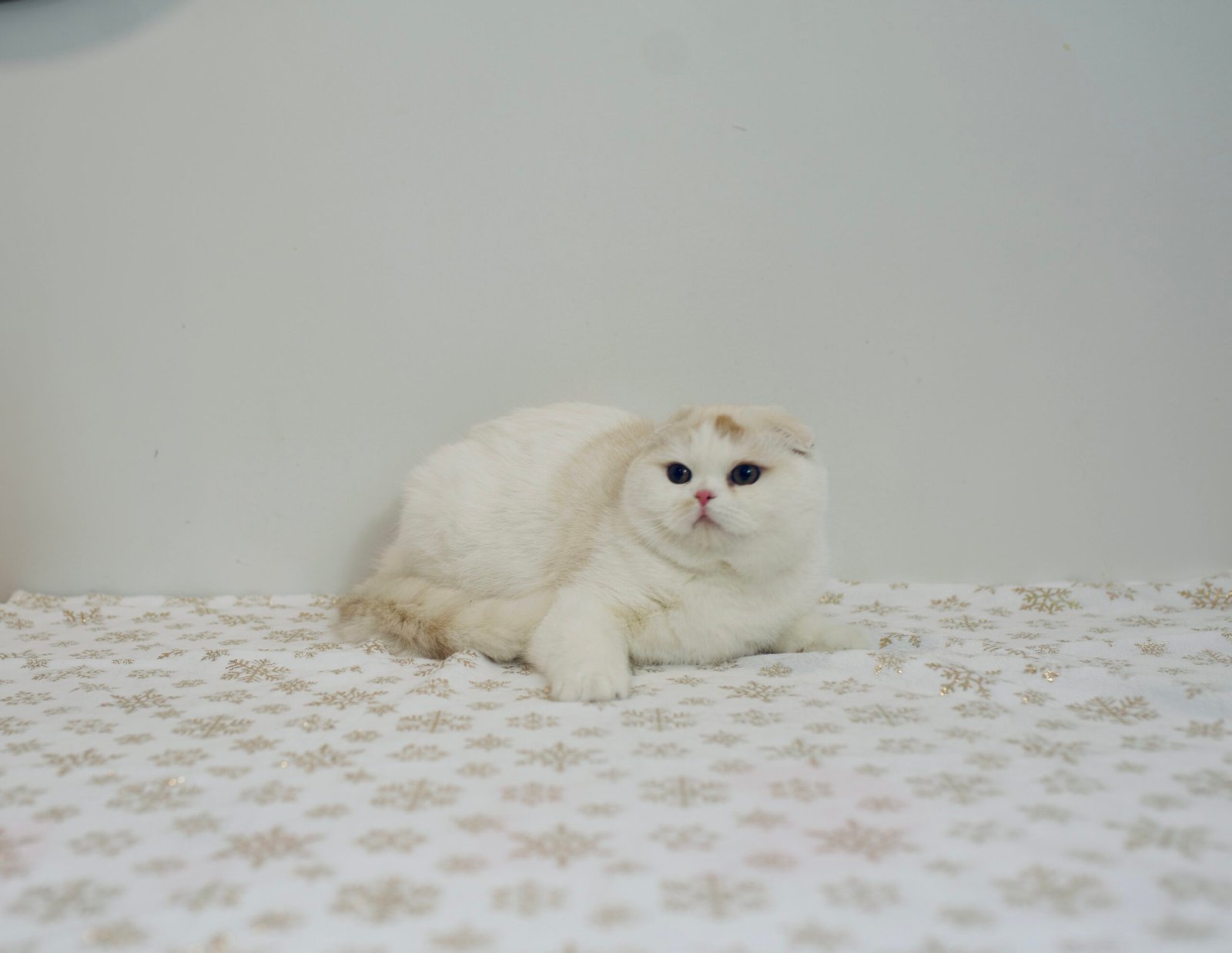 Our Scottish Fold Kittens 37 DSC0010 scaled