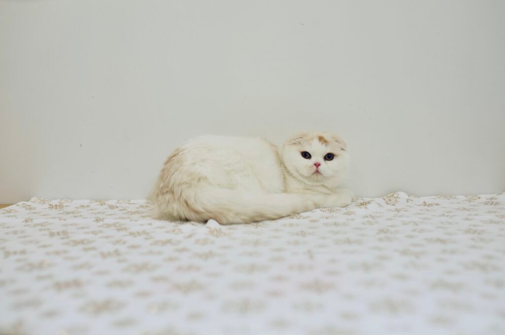 Our Scottish Fold Kittens 35 DSC0019