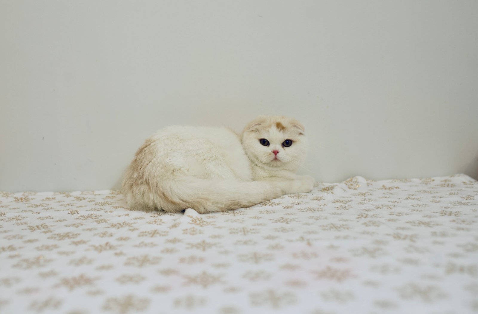 Our Scottish Fold Kittens 34 DSC0022 scaled