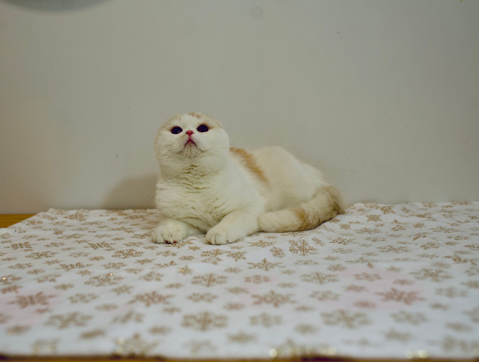 Our Scottish Fold Kittens 39 DSC0026 scaled