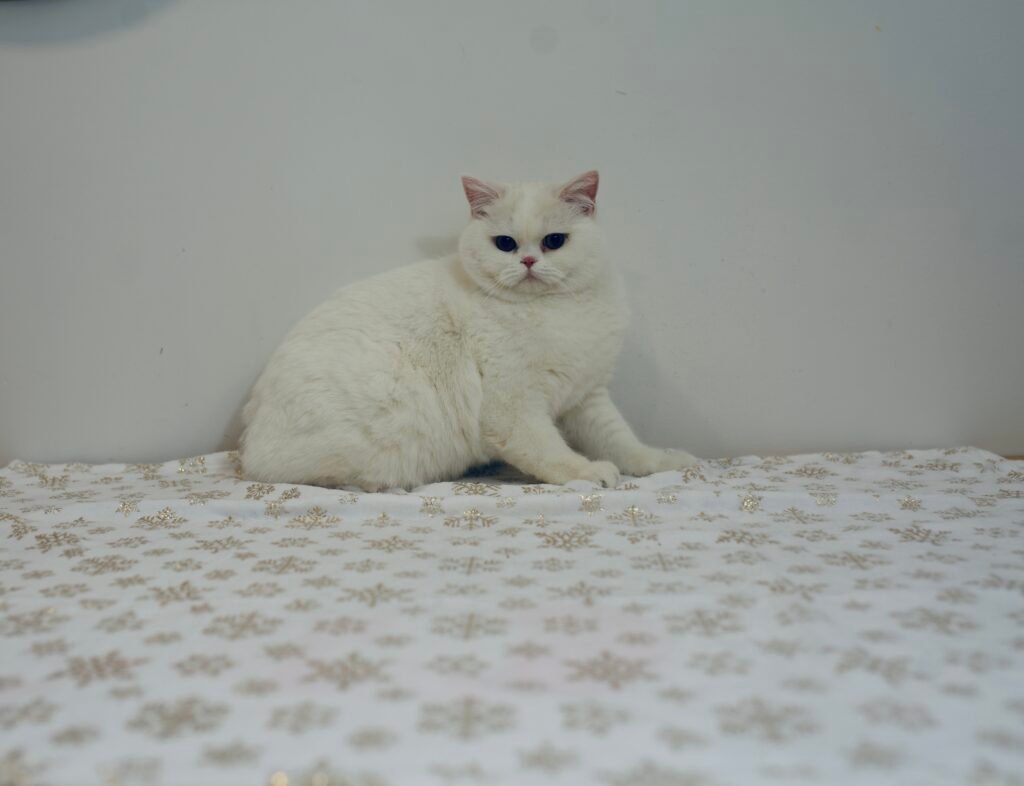 Our Scottish Fold Kittens 17 DSC0029