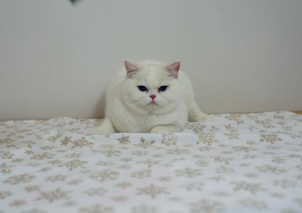 Our Scottish Fold Kittens 18 DSC0030