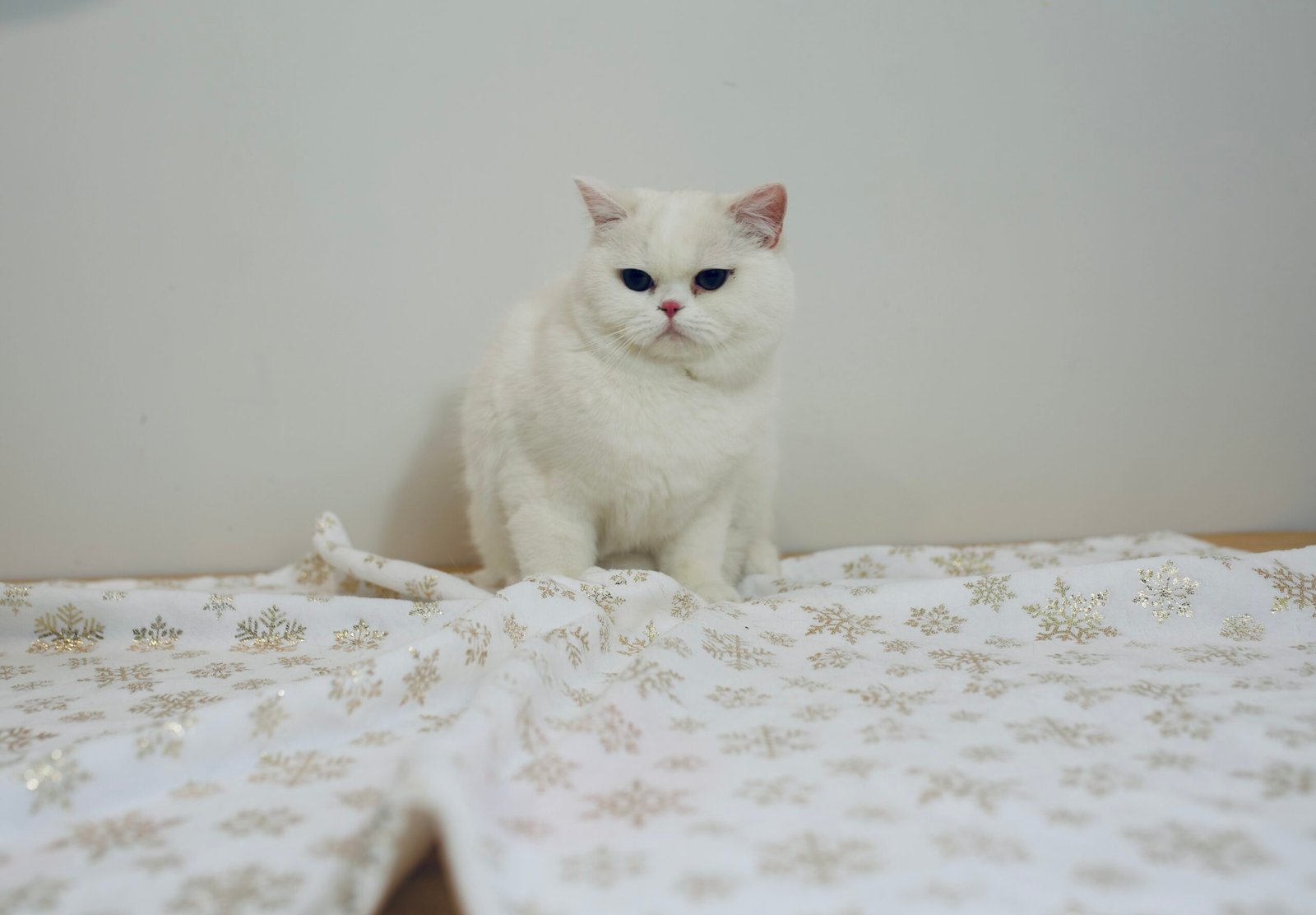 Our Scottish Fold Kittens 16 DSC0032 scaled