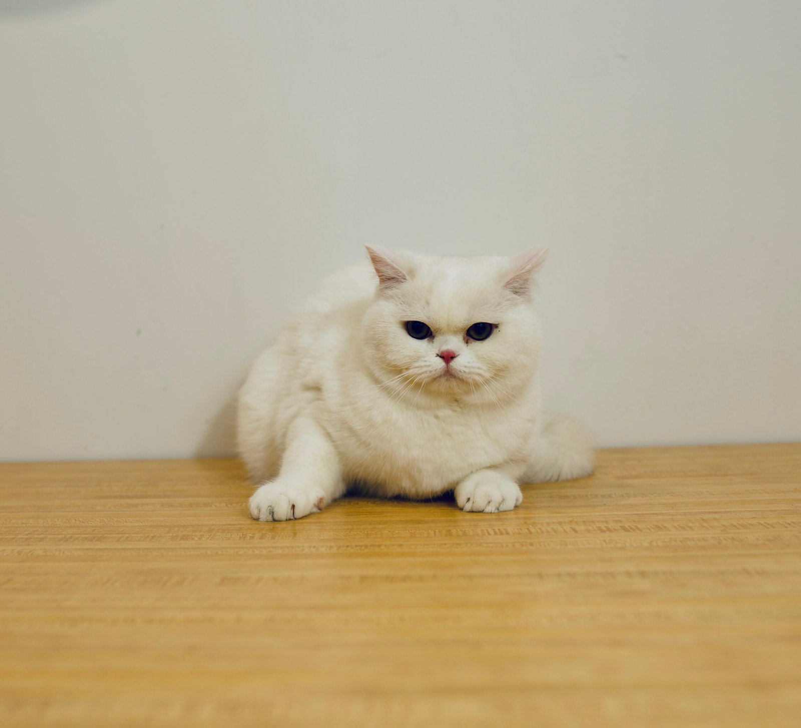 Our Scottish Fold Kittens 19 DSC0033 scaled