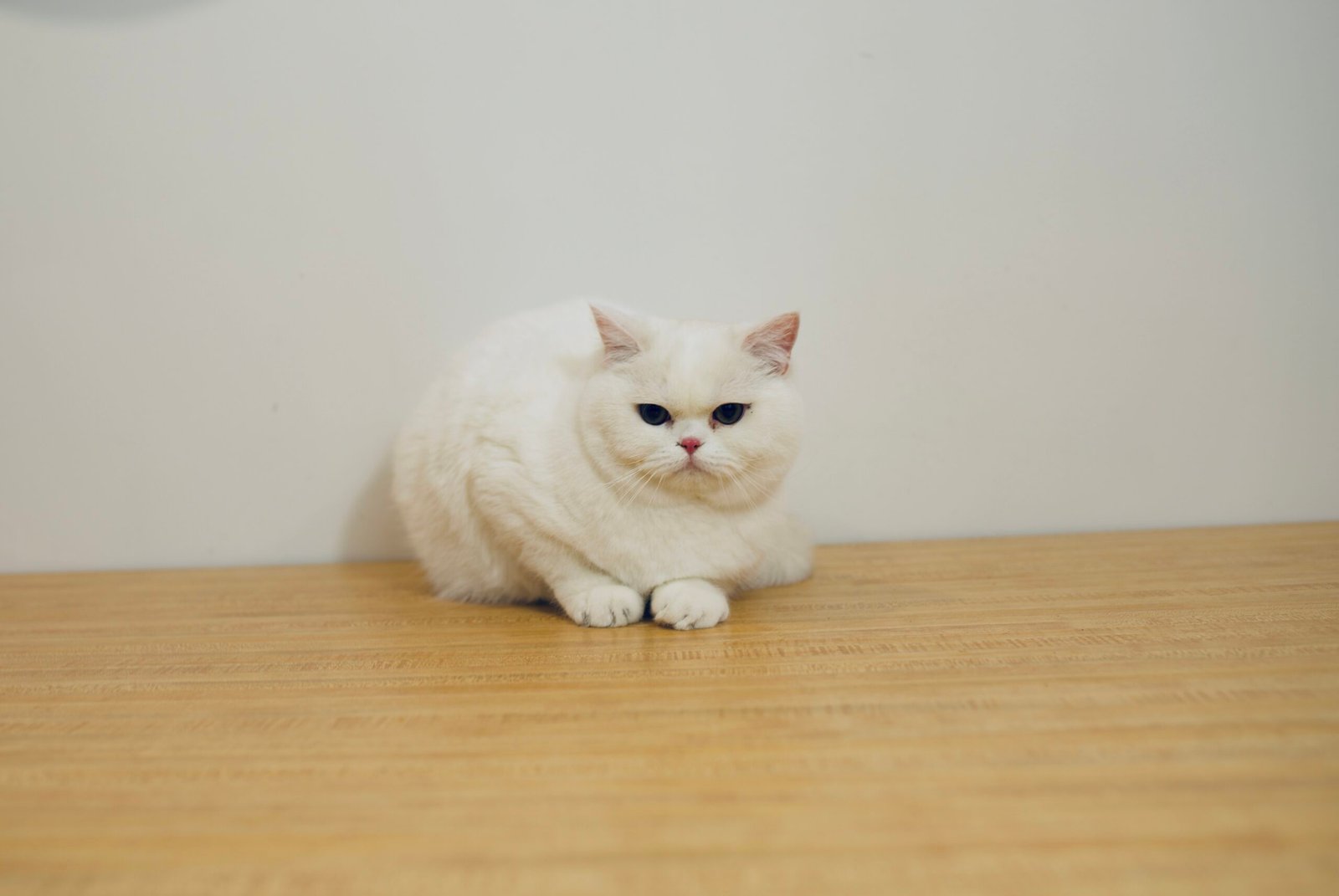 Our Scottish Fold Kittens 20 DSC0034 scaled