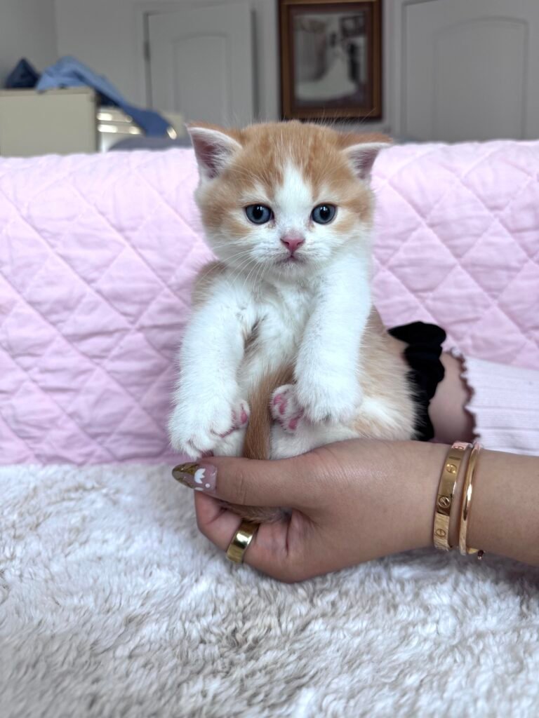Scottish Fold Cat Health Problems: A Vet-Backed Guide 4 Breeder gently checking over a young Scottish Fold kitten
