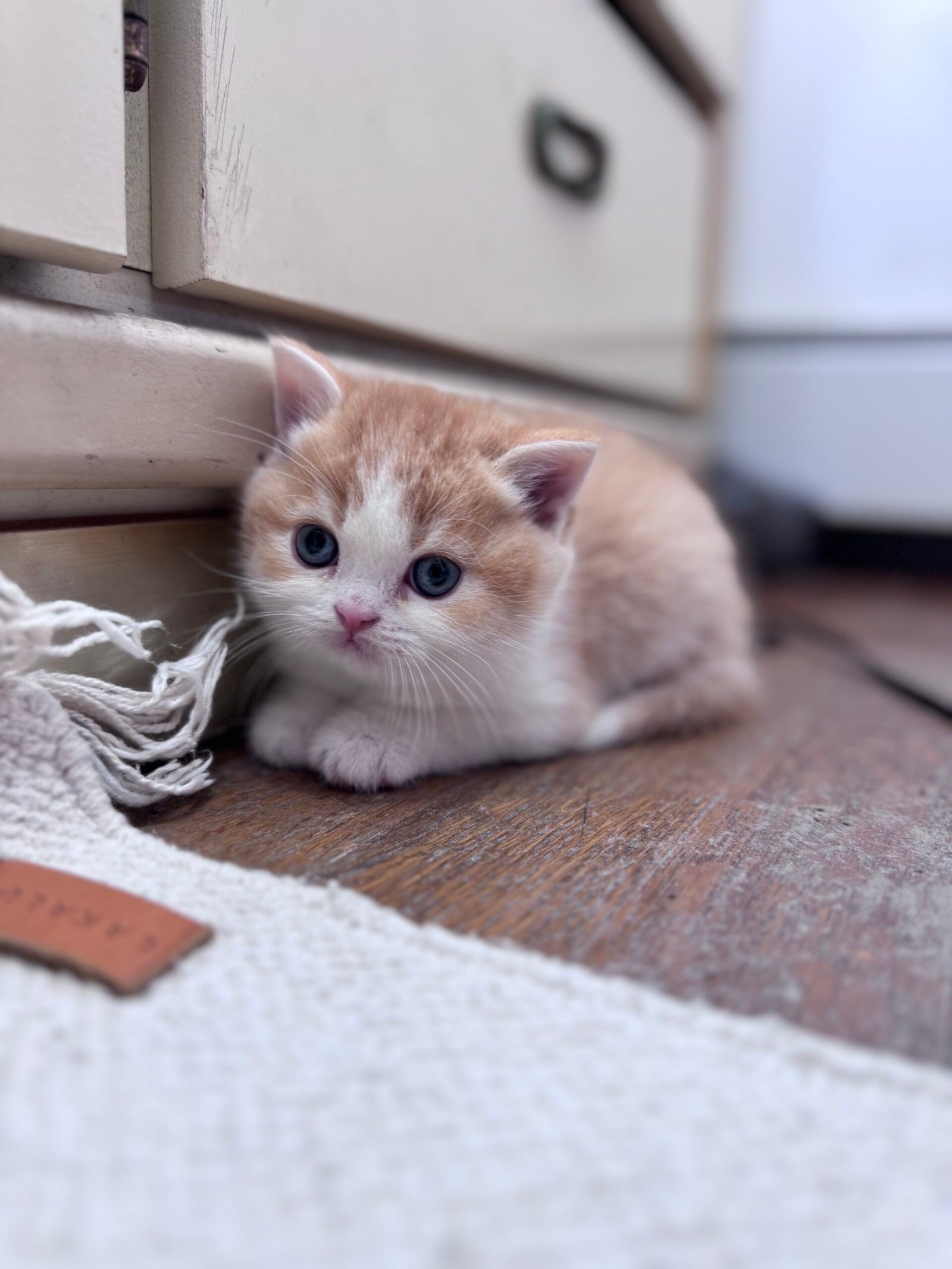 Our Scottish Fold Kittens 33 IMG 5024 scaled