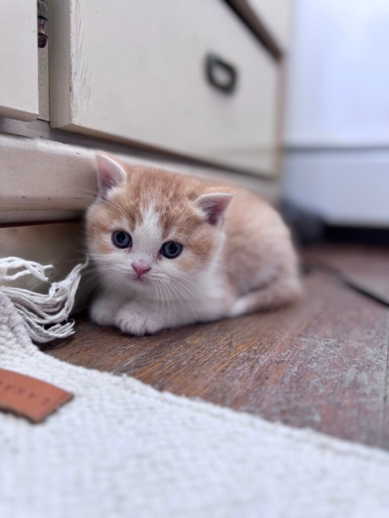 Our Scottish Fold Kittens 32 IMG 5025