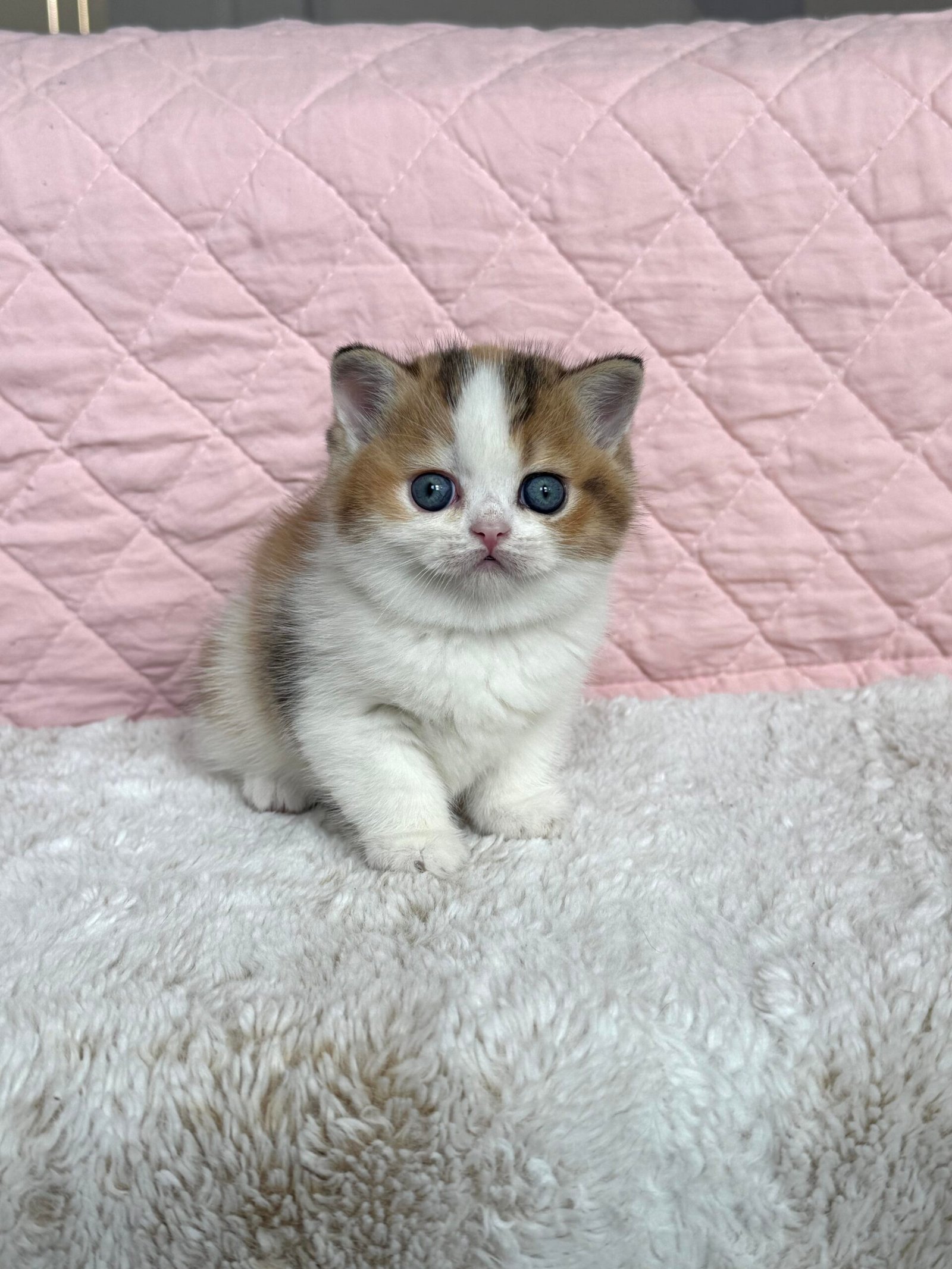 Our Scottish Fold Kittens 10 IMG 7299 scaled