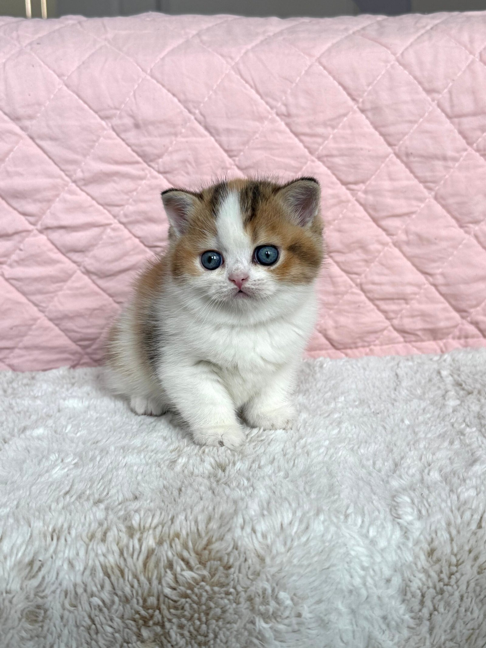 Our Scottish Fold Kittens 9 IMG 7300 scaled
