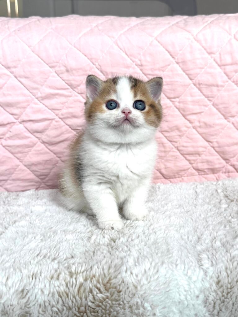 Our Scottish Fold Kittens 5 IMG 7304