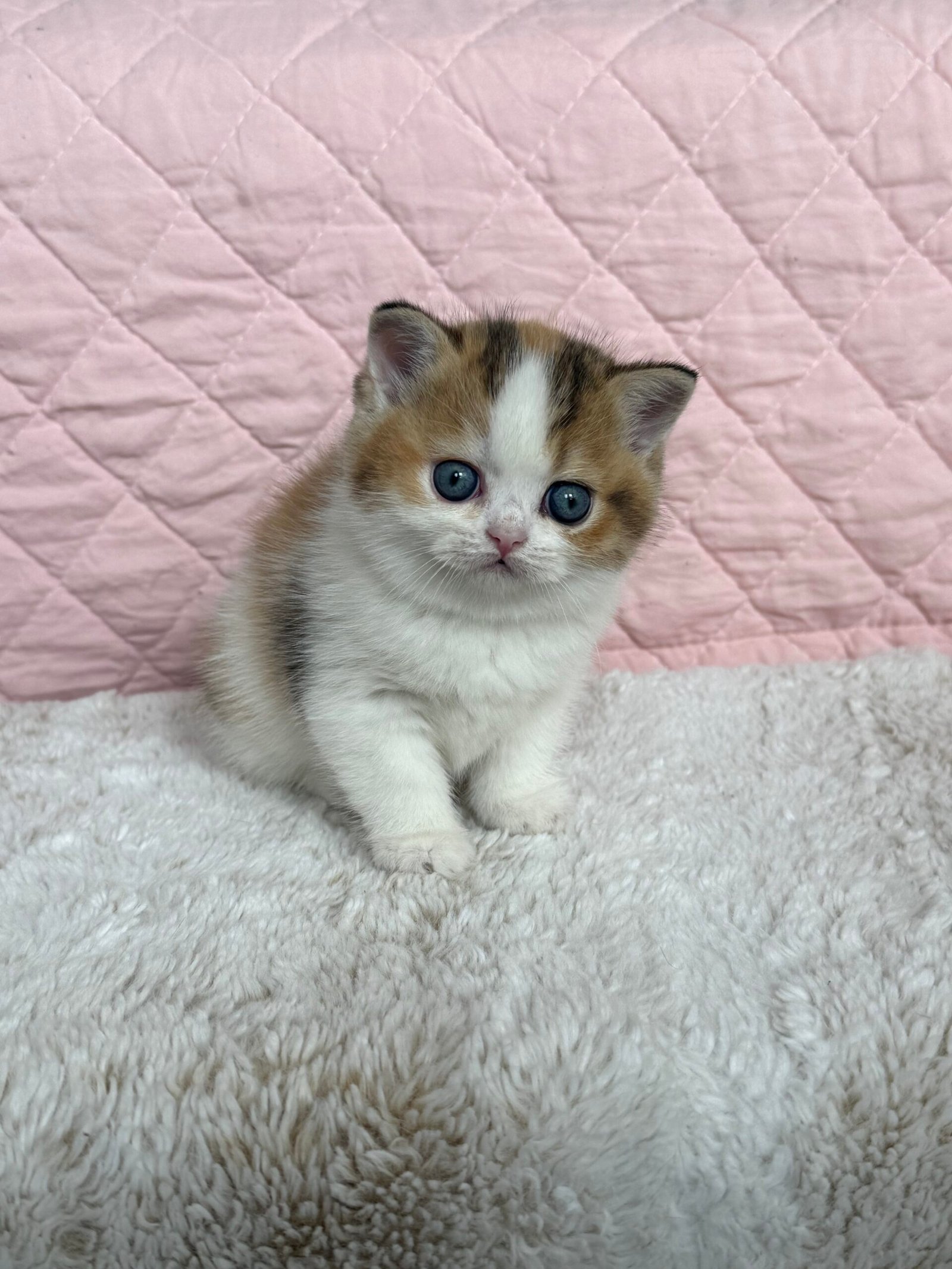 Our Scottish Fold Kittens 7 IMG 7306 scaled