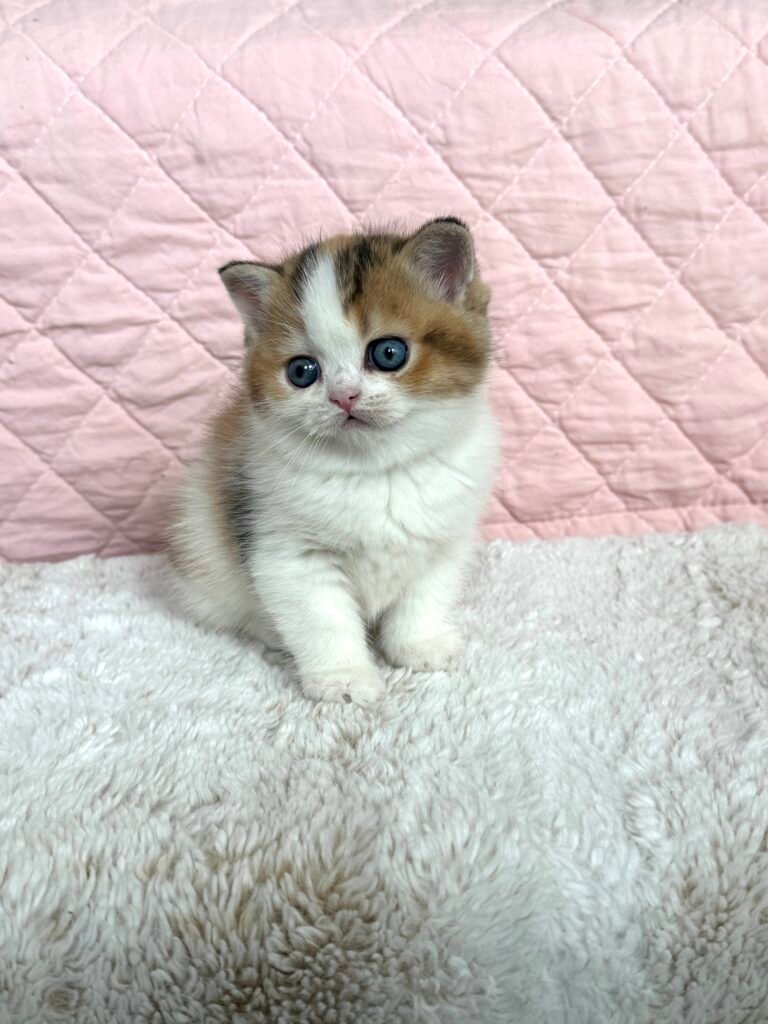 Our Scottish Fold Kittens 6 IMG 7307