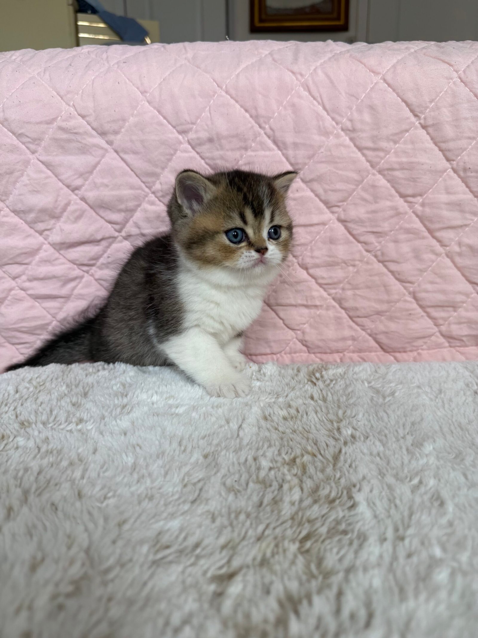 Our Scottish Fold Kittens 19 IMG 7359 scaled