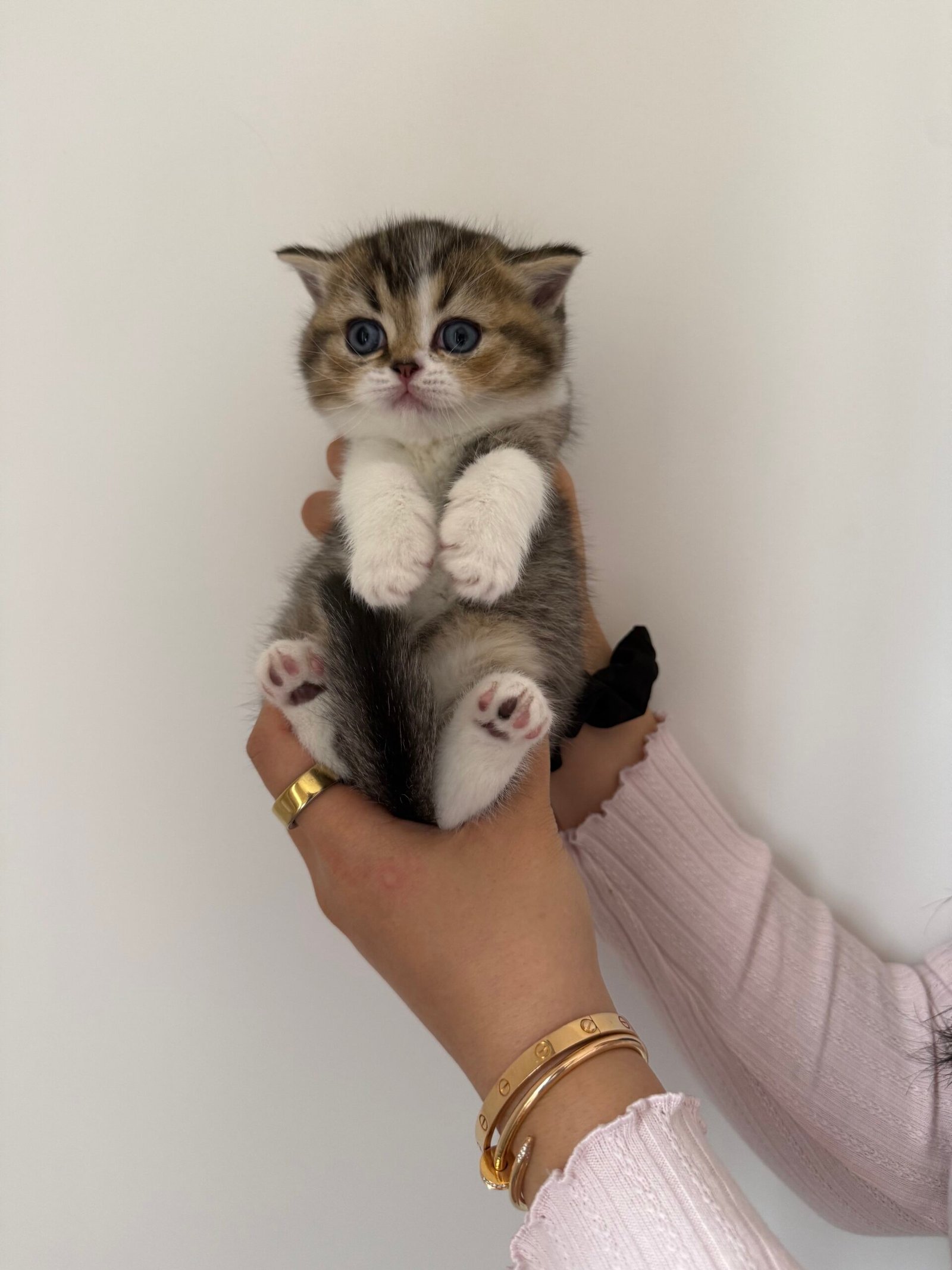 Our Scottish Fold Kittens 18 IMG 7367 scaled