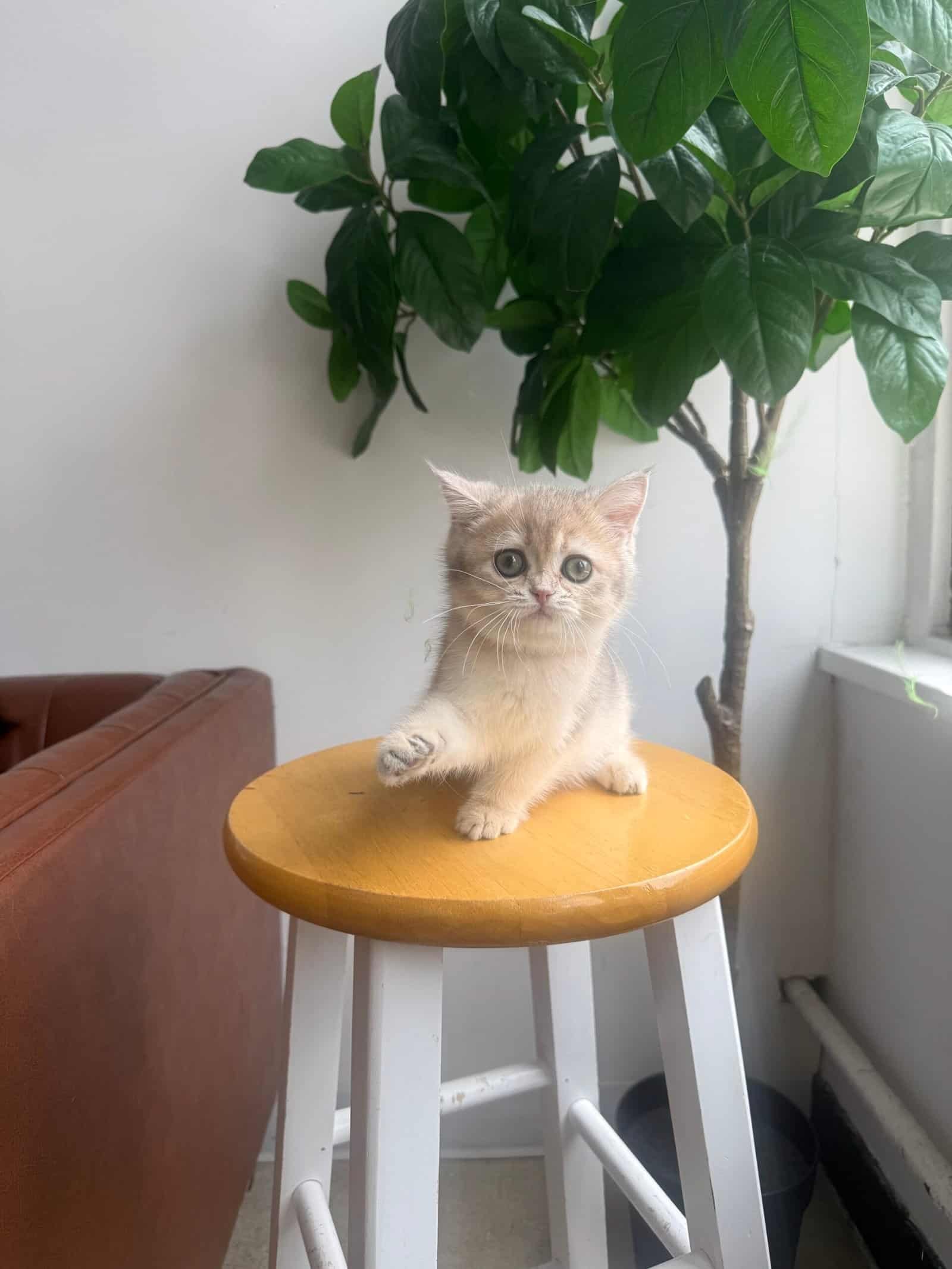 Scottish Fold kitten in a bright, well-ventilated home